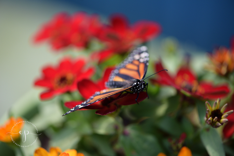 beautiful monarch butterfly on flowers