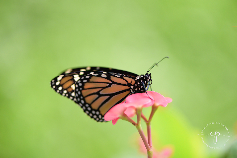 monarch picture profile