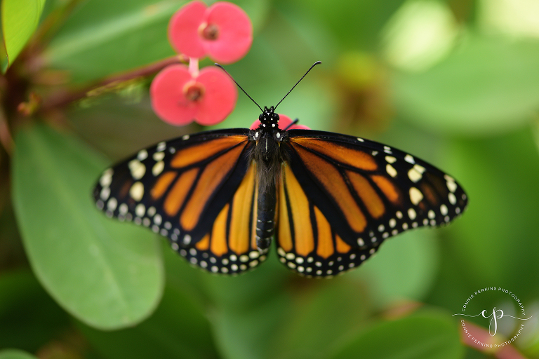 female monarch butterfly on crown of thorns flower