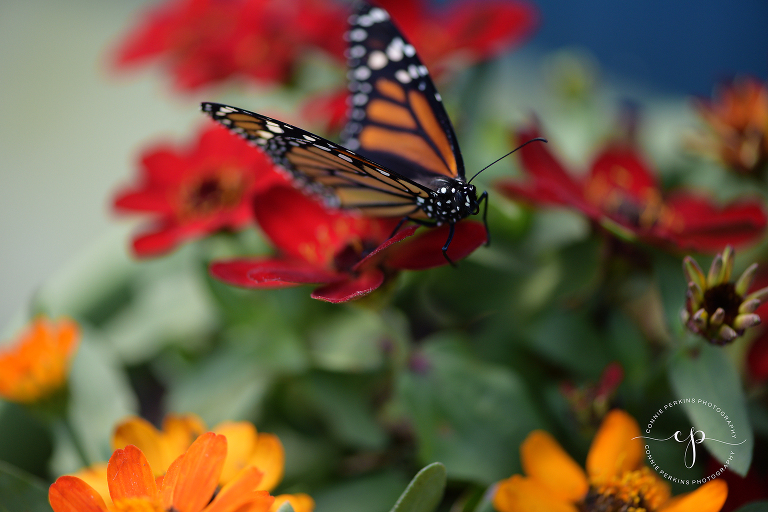 monarch butterfly female on flowers