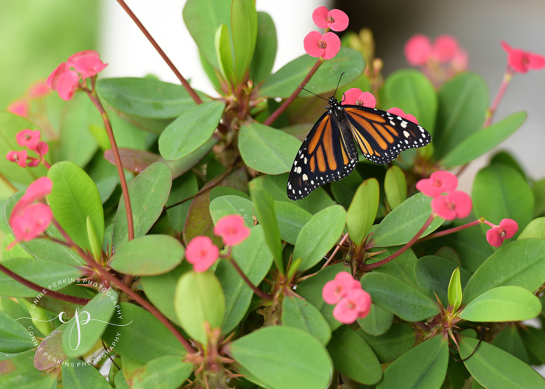 picture of monarch butterfly on crown of thorns lumberton texas