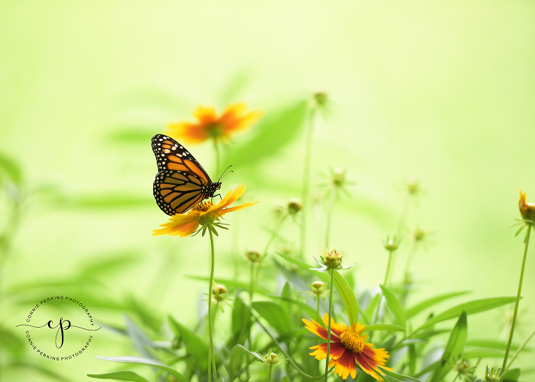 monarch butterfly on tickweed