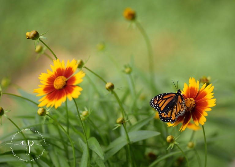 monarch butterfly photo in lumberton tx