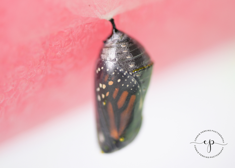 monarch caterpillar chryslis
